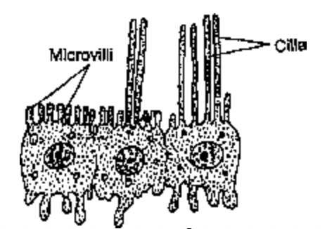 Nervous Tissue
